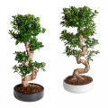 Plante