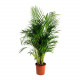 DYPSIS LUTESCENS, Plantă naturală DYPSIS LUTESCENS, Plantă naturală